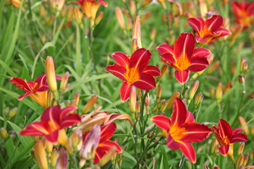 Hemerocallis day lily 'Cynthia Mary'