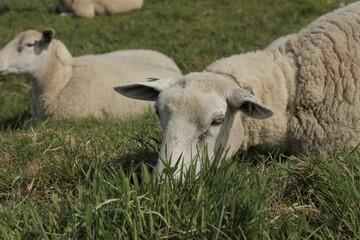 Sheep laying down in a field