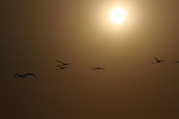 flamingos and sunset