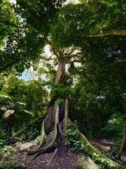 El Ceibo tree giant of the jungle in Costa Rica, La Fortuna - obrazy, fototapety, plakaty