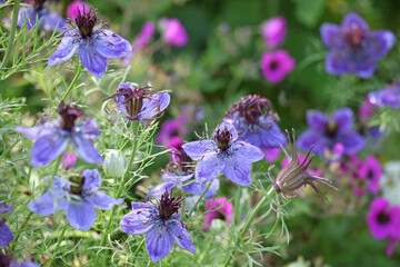 Love in a mist 'Midnight' in flower.