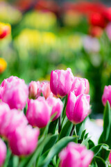 春の花々（大阪府河内長野市；花の文化園）