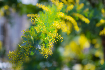 春の花々（大阪府河内長野市；花の文化園）