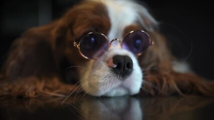 Funny sad puppy in purple glasses looks at the camera, a beautiful dog breed cavalier king charles spaniel 