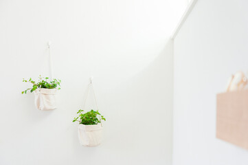 白い壁にかけられた観葉植物　白背景　壁　植物　インテリアグリーン　瑞々しい　うるおい　爽やか　フレッシュ　リフレッシュ　リラックス　空気感　クリーン