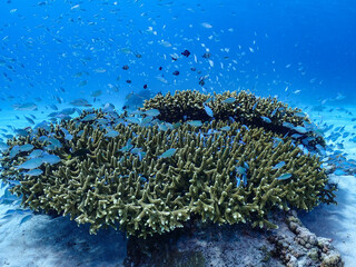 デバスズメダイ