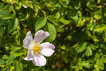 Close up of beautiful blooming dog roses against a green background