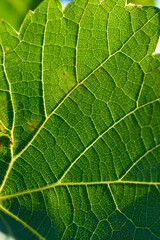 South Africa Vineyards near Paarl, Western Cape.