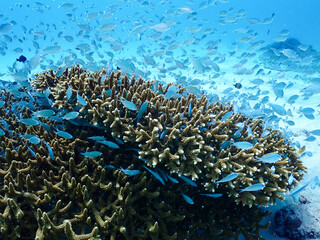 デバスズメダイ