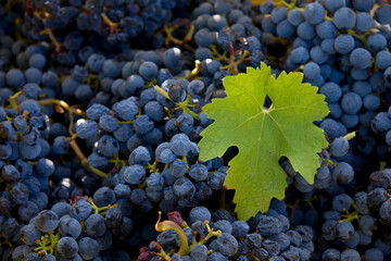South Africa Vineyards near Paarl, Western Cape.