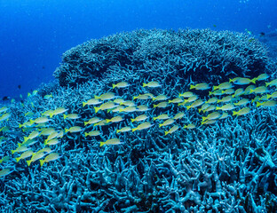 ヨスジフエダイ