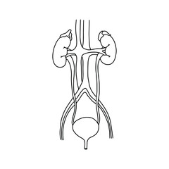 The human urinary system, drawn by lines on white background. Vector Stock illustration.