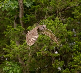 Barred owl flying in a forest