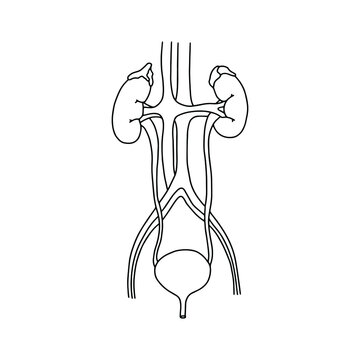recommend clip art: The human urinary system, drawn by lines on white background. Vector Stock illustration.