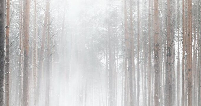 4K Beautiful Snowfall In Forest At Winter Frosty Day. Snowing In Winter Frost Woods. Snowy Weather. Winter Snowy Coniferous Forest. Blizzard in Windy Day.