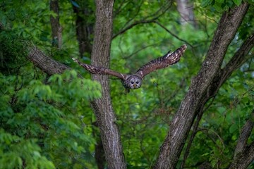 Barred owl flying in a forest