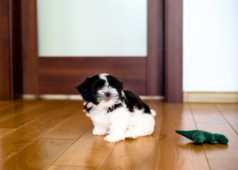 Puppy 1.3 months tricolor shih tzu in the room. Close-up.