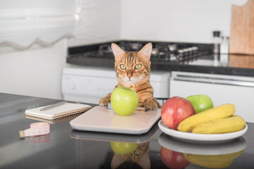 Bengal cat weighs an apple on a kitchen scale.