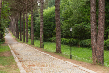 empty walking path in the forest, front view