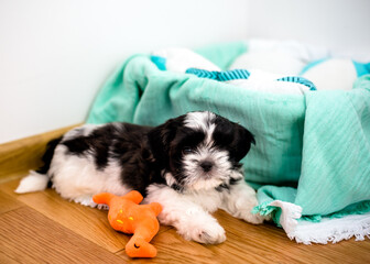 Puppy 1.3 months tricolor shih tzu in the room. Close-up.