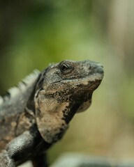 Closeup shot of an iguana in Tulum, Mexico