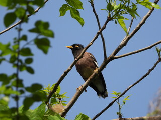 Indian Myna Bird Acridotheres Tristis sitting on tree branches with sky in the background bird photography