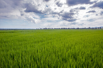 Fototapeta na wymiar Rice paddy under sky with rain clouds