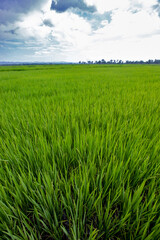 Rice paddy under sky with rain clouds