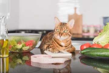 Foto op Plexiglas Funny cat, fresh vegetables, salad dish and measuring tape. © Svetlana Rey