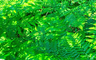 Summer green texture of hundreds of ferns. Fern with green leaves on a natural background. Natural fern flower background on a sunny day