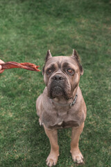Fototapeta premium dried treats for dogs. A dog Cane Corso asks the owner for his favorite treat. Rewarding the dog with a dried treat. Set of dog treats.