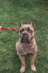dried treats for dogs. A dog Cane Corso asks the owner for his favorite treat. Rewarding the dog with a dried treat. Set of dog treats.