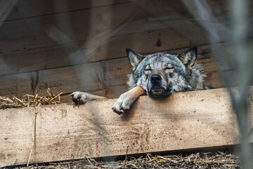 Shallow focus shot of a sleeping lonely wolf resting in a wood plank with dry grass