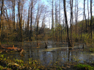 View of dirty pond in forest. Miniature tilt shift lens effect	