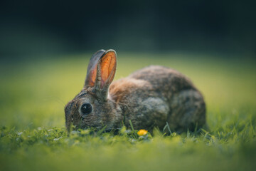 Here is a selection of my best wildlife photos of mammals taken of the course of 2 years. 