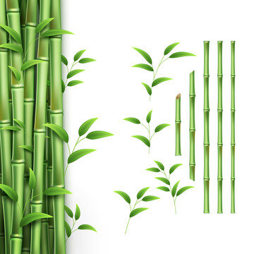 Realistic bamboo stick. Green tree branch and stems with leaves isolated decorative elements