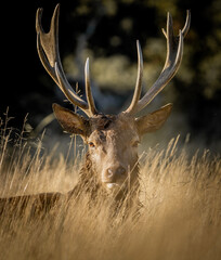 Here is a selection of my best wildlife photography taken over a period of 2 years 