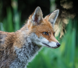 Obraz premium Here is a selection of my best wildlife photos of mammals taken of the course of 2 years. 