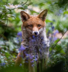 Here is a selection of my best wildlife photos of mammals taken of the course of 2 years. 