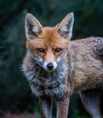 Here is a selection of my best wildlife photos of mammals taken of the course of 2 years. 