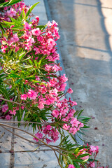 Fototapeta na wymiar Oleander plant along an island street
