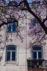 Pink blooming tree in front of a residential house in Jacaranda, Lisbon