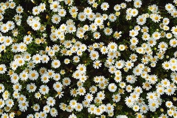 Beautiful blossom daisy flowers background top view