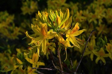 Rhododendron luteum, also known as yellow azalea or honeysuckle azalea.