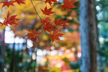京都嵐山から嵯峨野周辺の紅葉