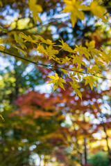 京都嵐山から嵯峨野周辺の紅葉