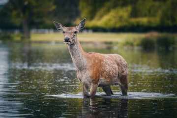 Here is a selection of my best wildlife photography taken over a period of 2 years 