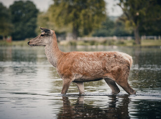 Here is a selection of my best wildlife photos of mammals taken of the course of 2 years. 