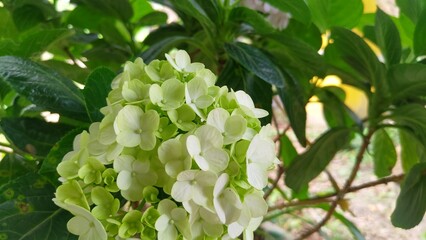 Pink and green Hydrangea flowers