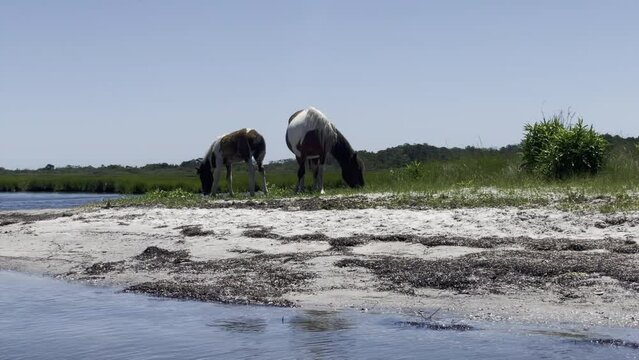 Steady natural dolly movement of two wild horses picking through the grass along a shallow bay. Assateague Island National Seashore, Maryland